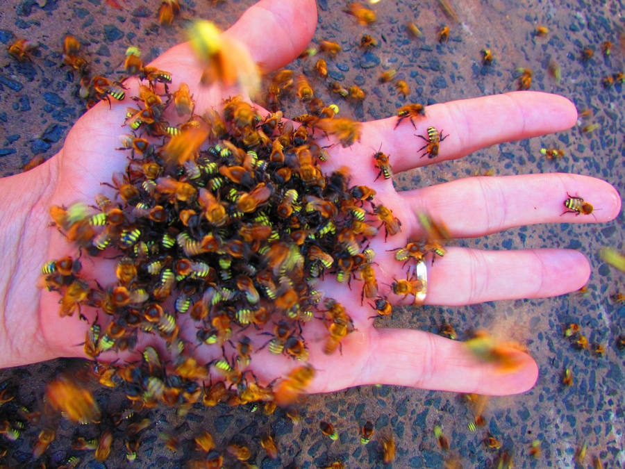Abelhas nativas sem ferrão: Como atraí-las para a construção de uma colmeia