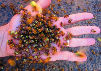 Abelhas nativas sem ferrão: Como atraí-las para a construção de uma colmeia