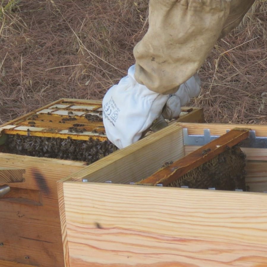 Colmeias inteligentes ajudam a frear o desaparecimento de abelhas