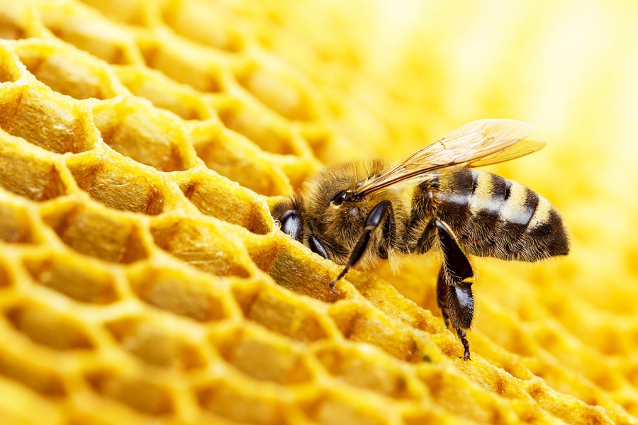 Estudo detecta pesticidas em 75% das amostras de mel do mundo inteiro